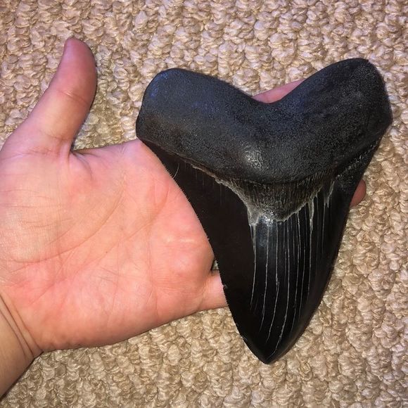 REAL Megalodon tooth with beautiful serrations and a GREAT gum line- shark tooth - Picture 1 of 9